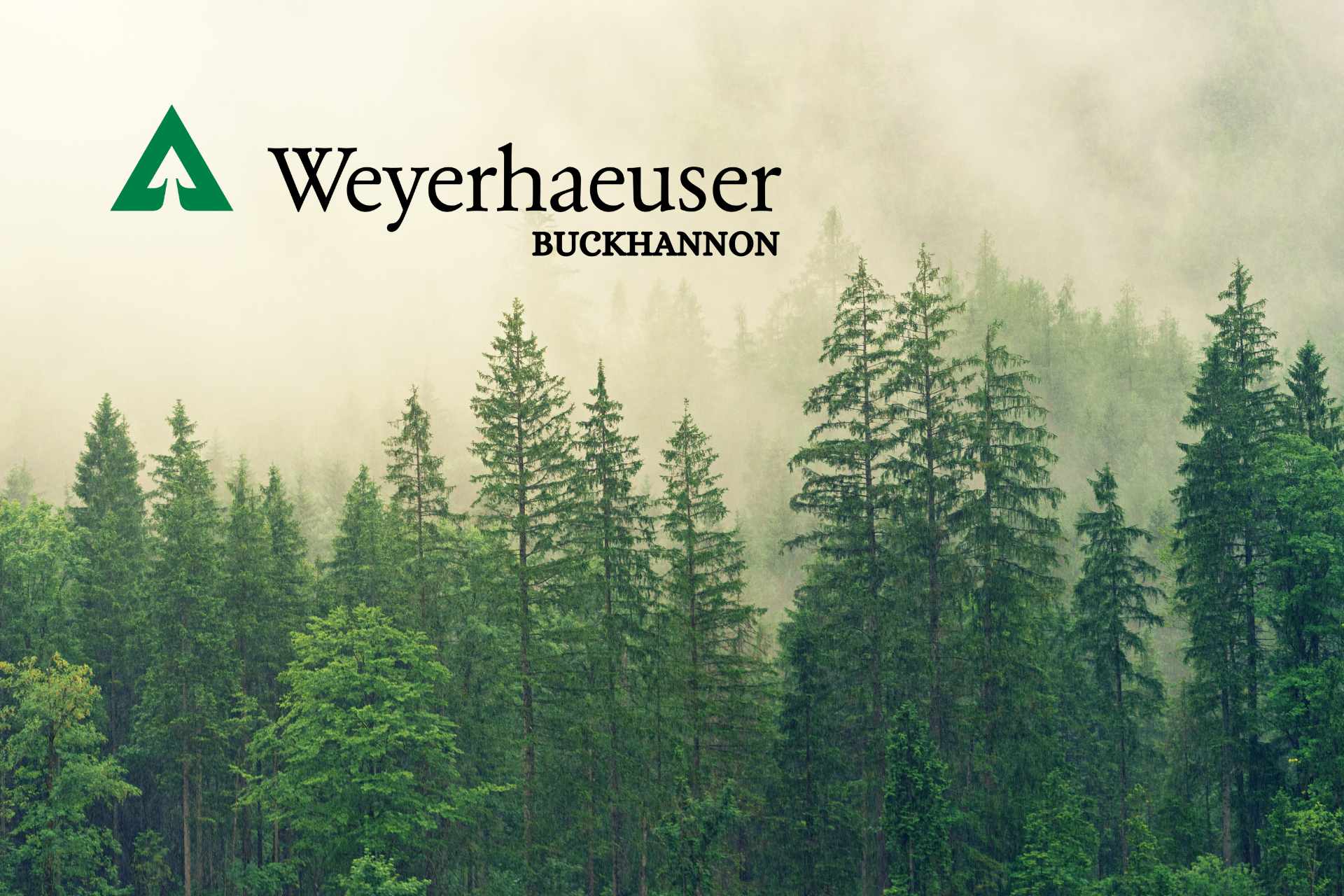 Weyerhaeuser e i boschi come scudo anti-inflazione Foresta di Weyerhaeuser nel Pacifico Nord-Ovest, esempio di terreno forestale come asset anti-inflazione