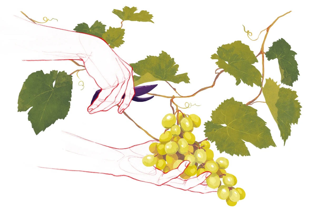 Mano che taglia un grappolo d'uva durante la vendemmia
